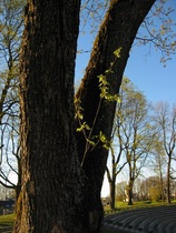 Pieni pihlaja suuren puun hoivassa