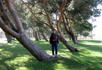 Tuulen kallistamia puita rantapuistossa.