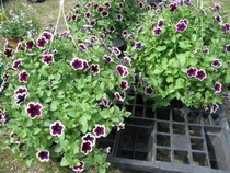 Puutarhatapahtuman satoa