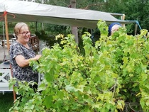 ketkä eivät ongi, piipahtavat marjapuskissa, makeita ovat mustat