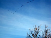 Hanhet matkalla pohjoiseen