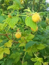 Vatut kysyivät lomaviikon aikana, nam. Rajaniemessä kasvaa näinkin eksoottinen vadelma, siinä vaan vapaana pihan reunalla punaisten vattujen kanssa.